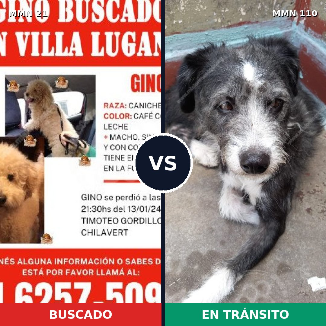 Comparativa MMS 1099: mascota perdida y mascota encontrada, 34% de similitud