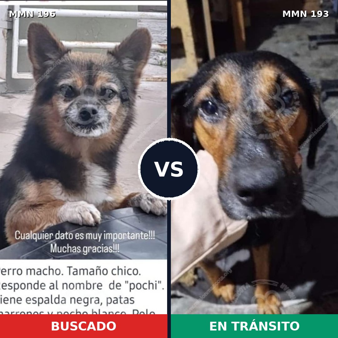 Comparativa MMS 10990: mascota perdida y mascota encontrada, 22% de similitud