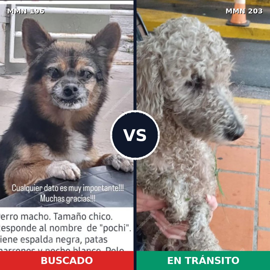 Comparativa MMS 10991: mascota perdida y mascota encontrada, 45% de similitud