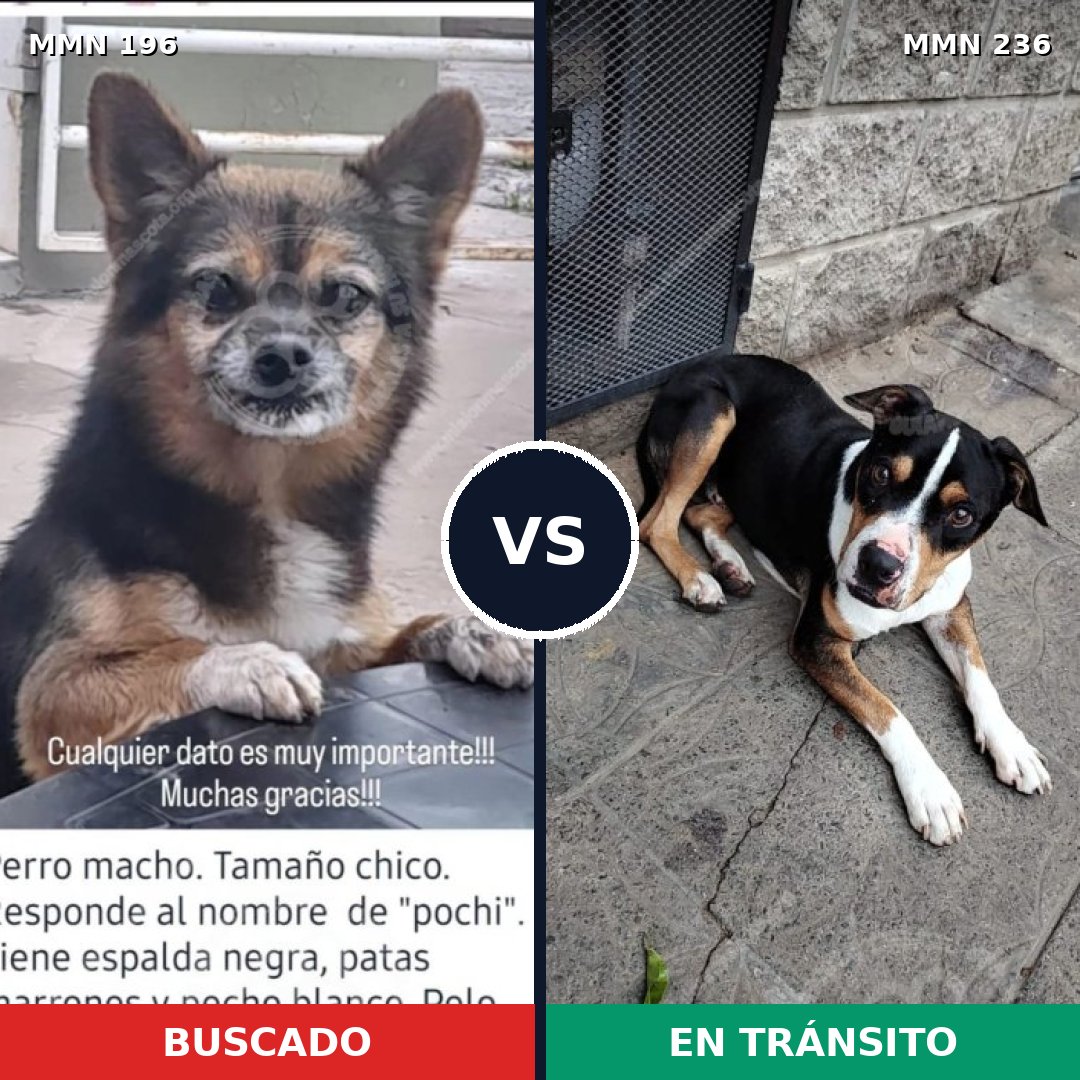 Comparativa MMS 10992: mascota perdida y mascota encontrada, 21% de similitud