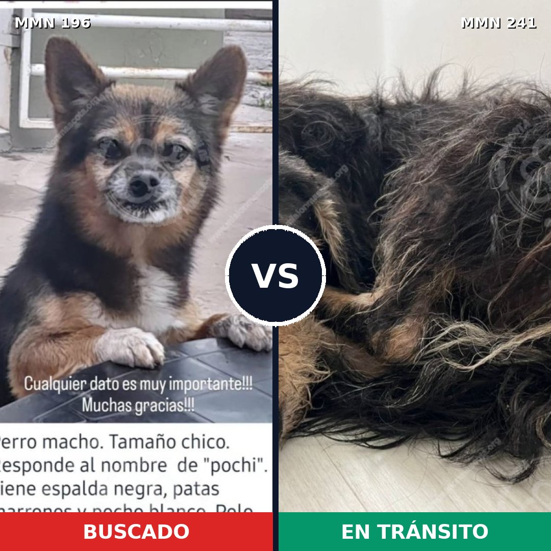 Comparativa MMS 10993: mascota perdida y mascota encontrada, 69% de similitud