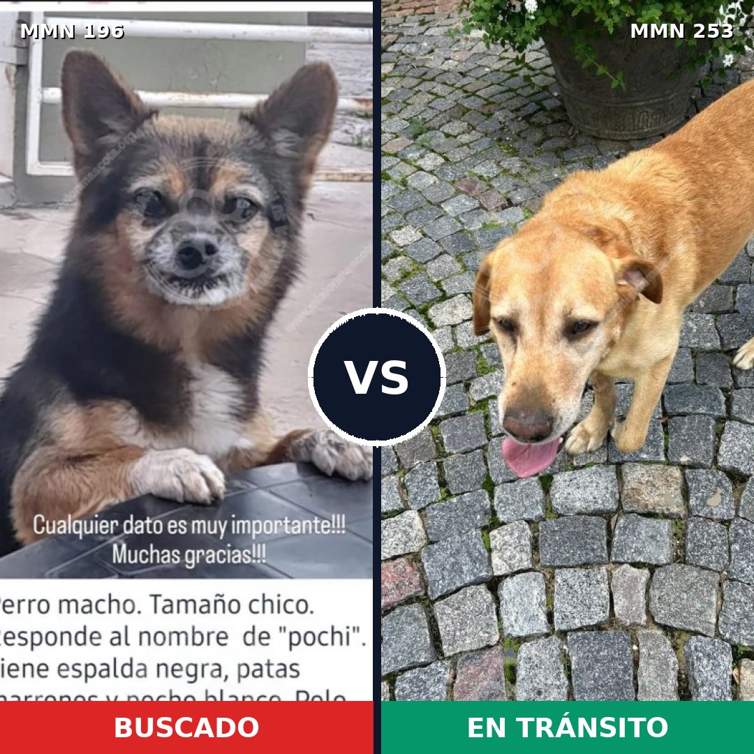 Comparativa MMS 10994: mascota perdida y mascota encontrada, 21% de similitud
