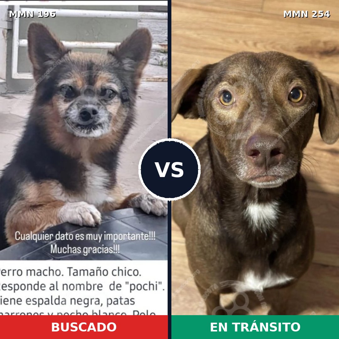 Comparativa MMS 10995: mascota perdida y mascota encontrada, 5% de similitud
