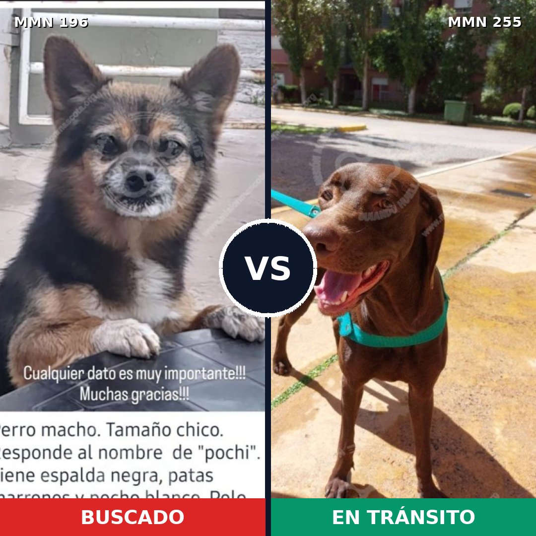 Comparativa MMS 10996: mascota perdida y mascota encontrada, 5% de similitud