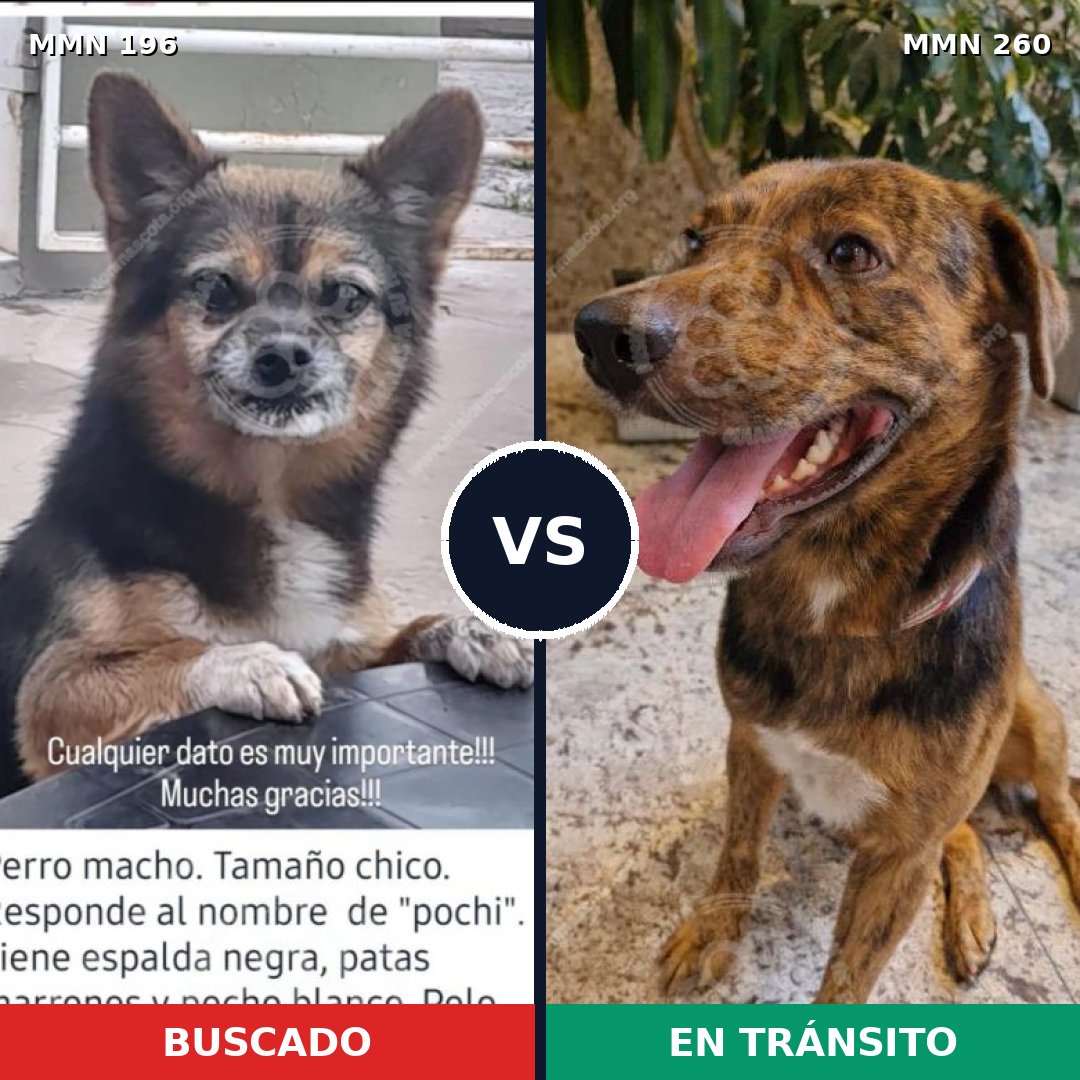 Comparativa MMS 10997: mascota perdida y mascota encontrada, 29% de similitud