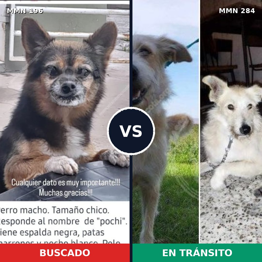 Comparativa MMS 10999: mascota perdida y mascota encontrada, 11% de similitud