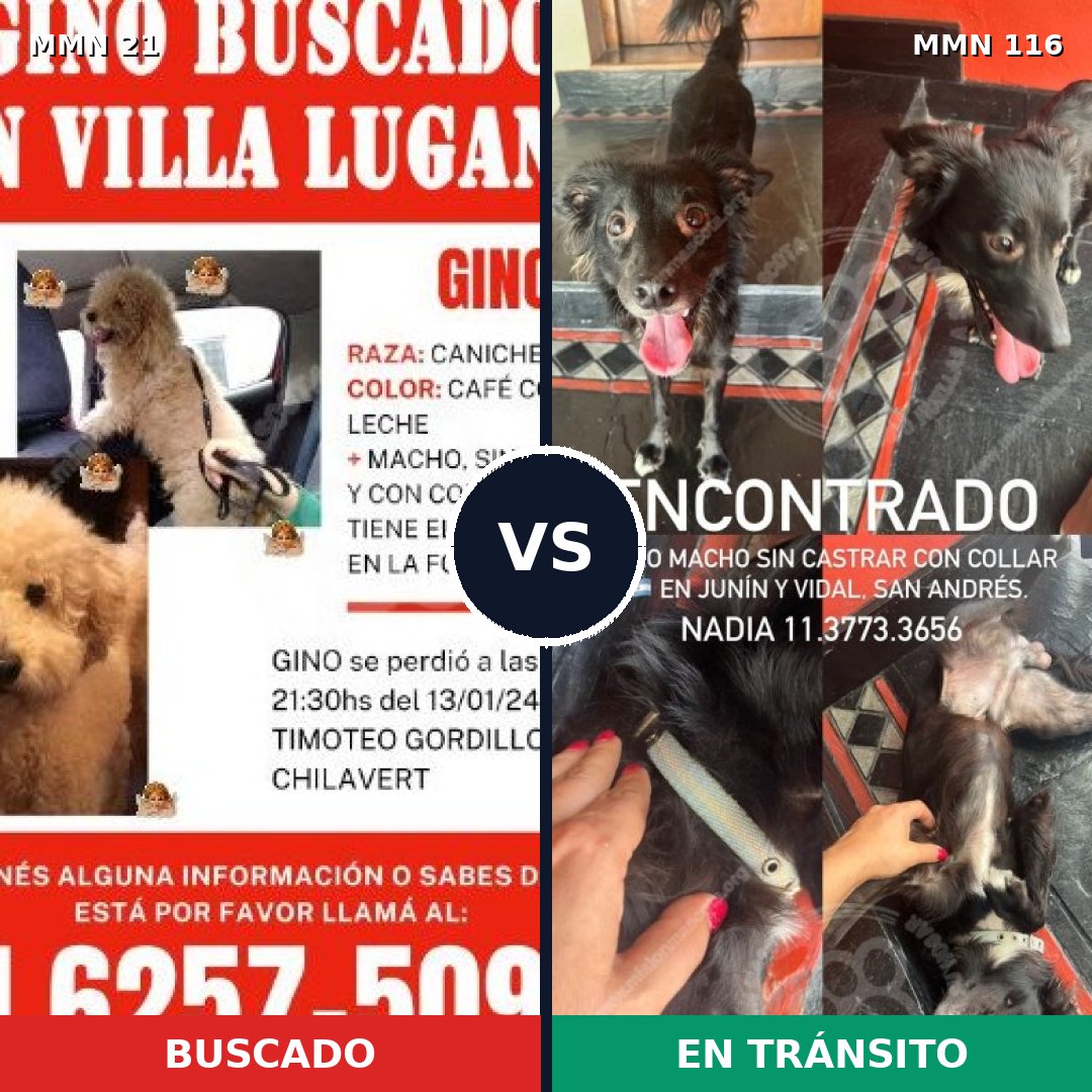 Comparativa MMS 1100: mascota perdida y mascota encontrada, 34% de similitud