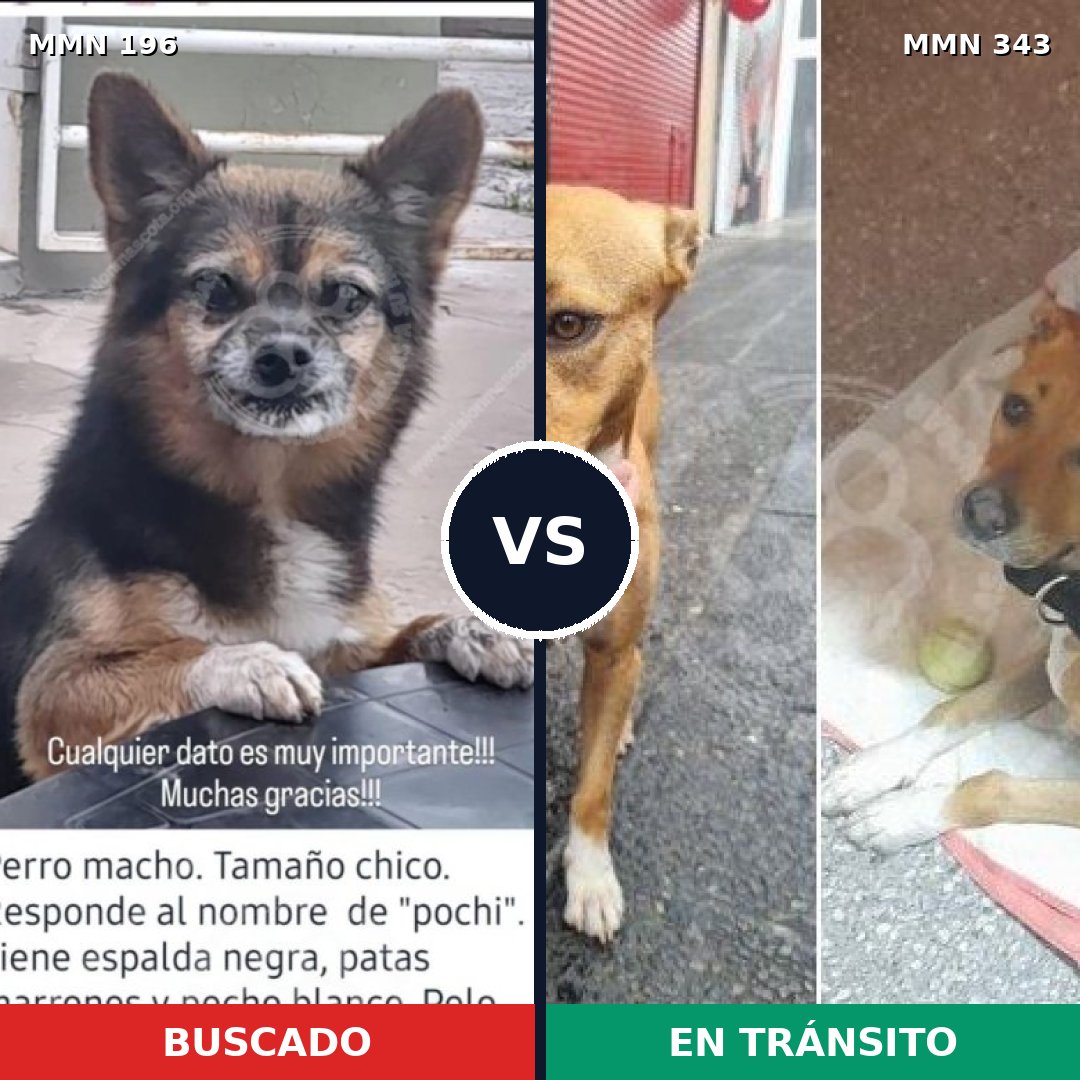 Comparativa MMS 11001: mascota perdida y mascota encontrada, 21% de similitud
