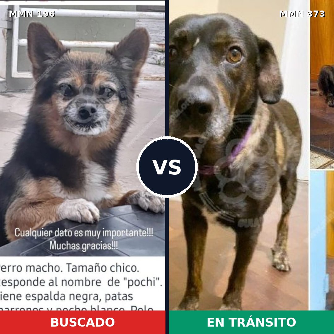 Comparativa MMS 11002: mascota perdida y mascota encontrada, 5% de similitud