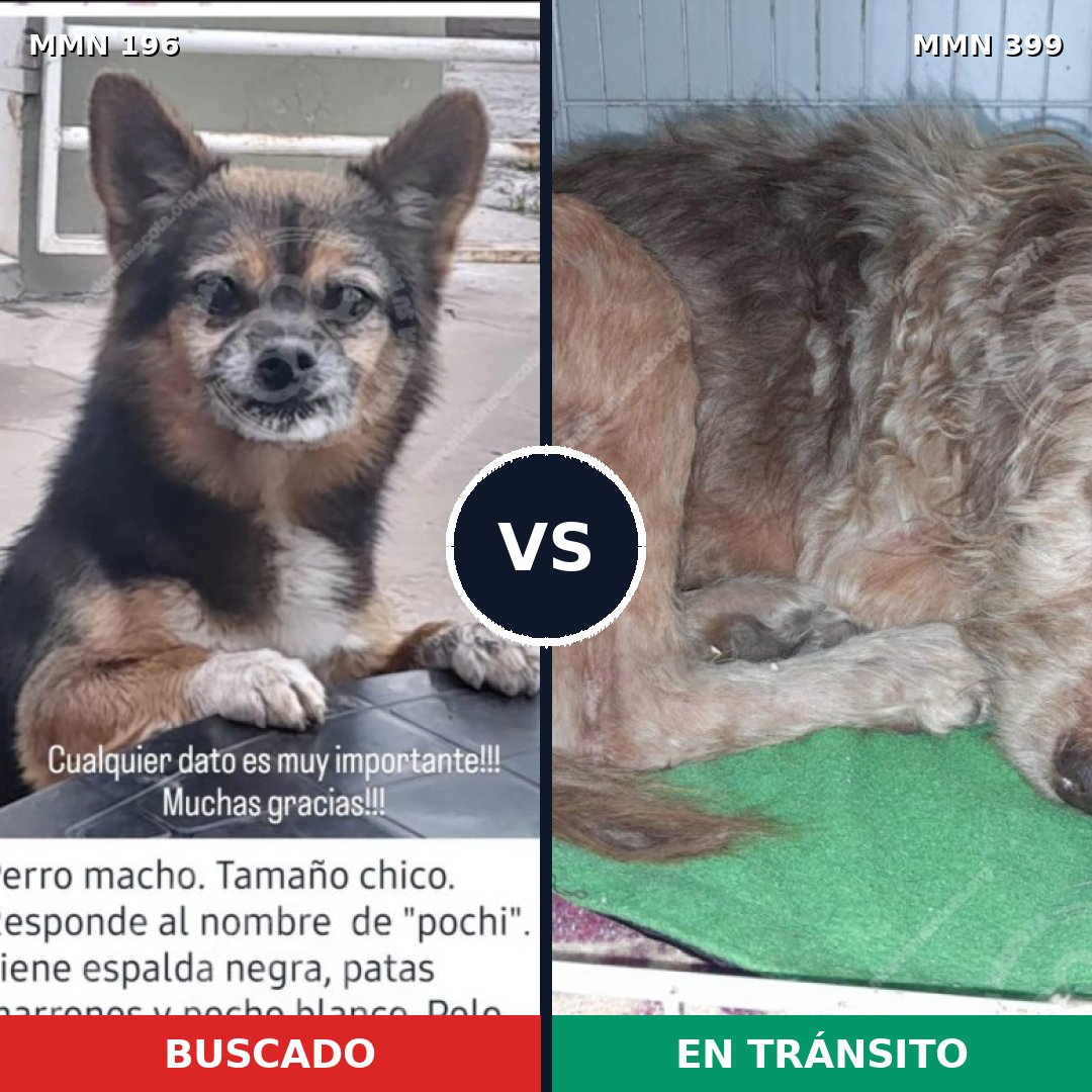 Comparativa MMS 11004: mascota perdida y mascota encontrada, 23% de similitud