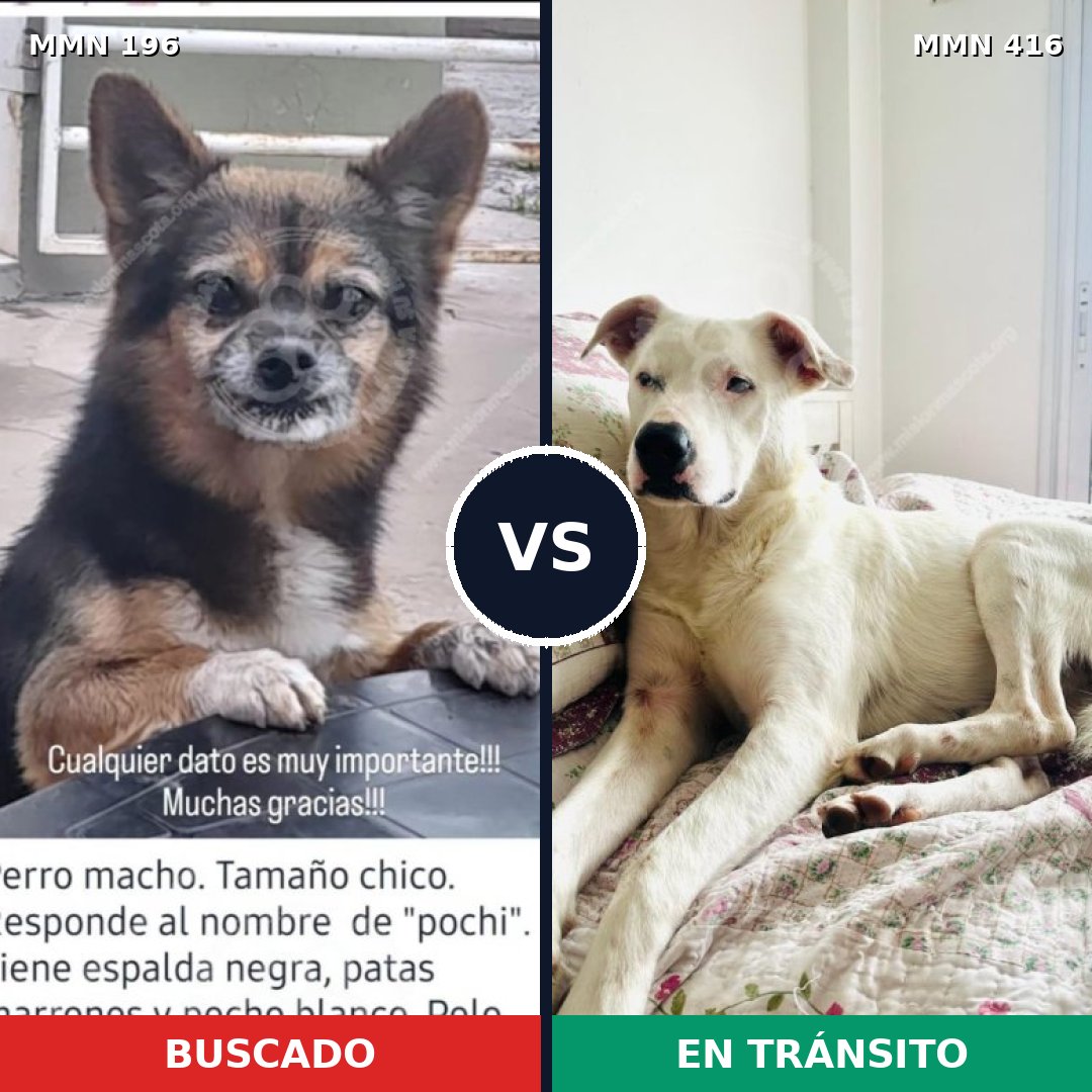 Comparativa MMS 11005: mascota perdida y mascota encontrada, 21% de similitud
