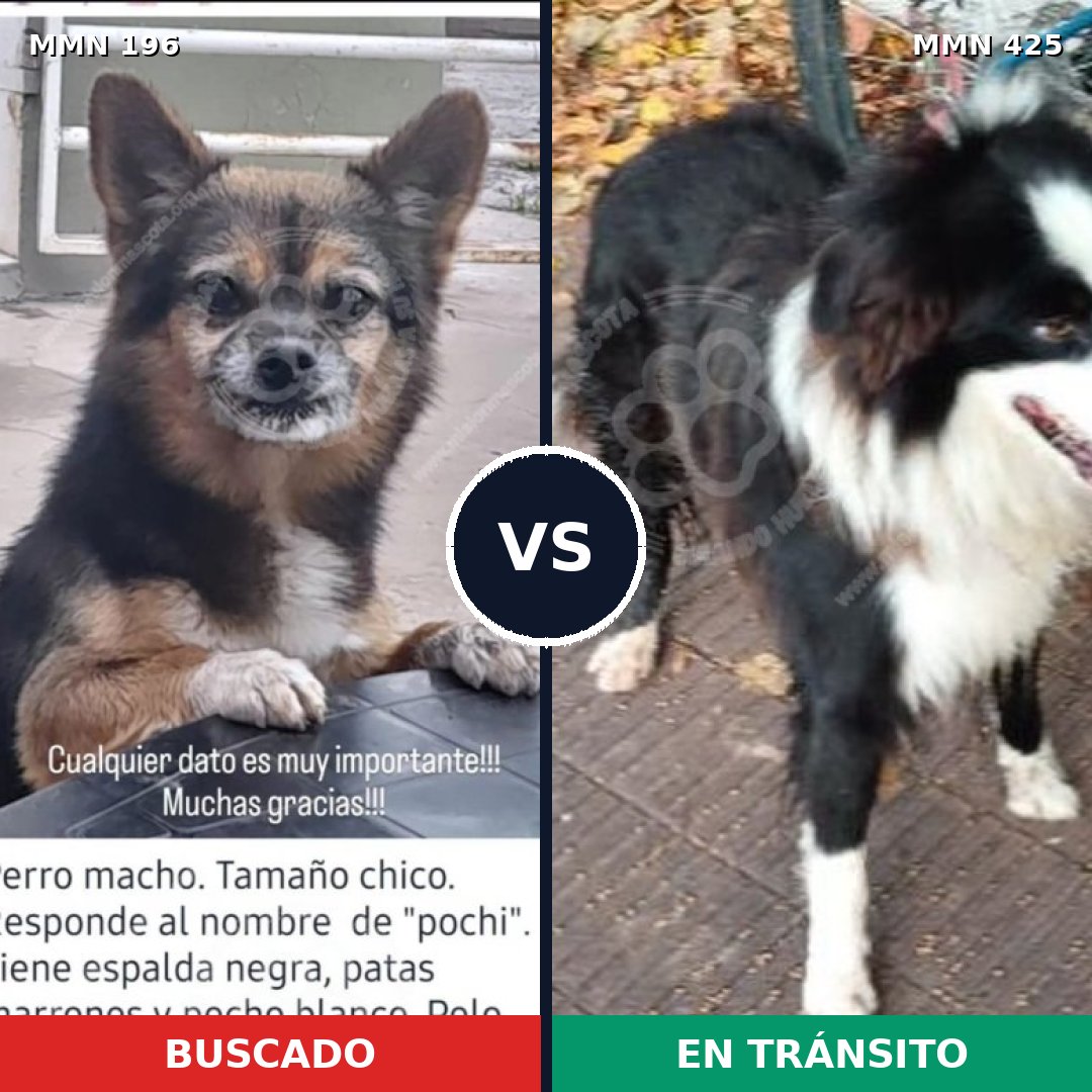 Comparativa MMS 11006: mascota perdida y mascota encontrada, 14% de similitud