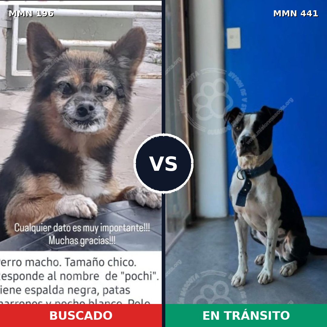 Comparativa MMS 11007: mascota perdida y mascota encontrada, 21% de similitud