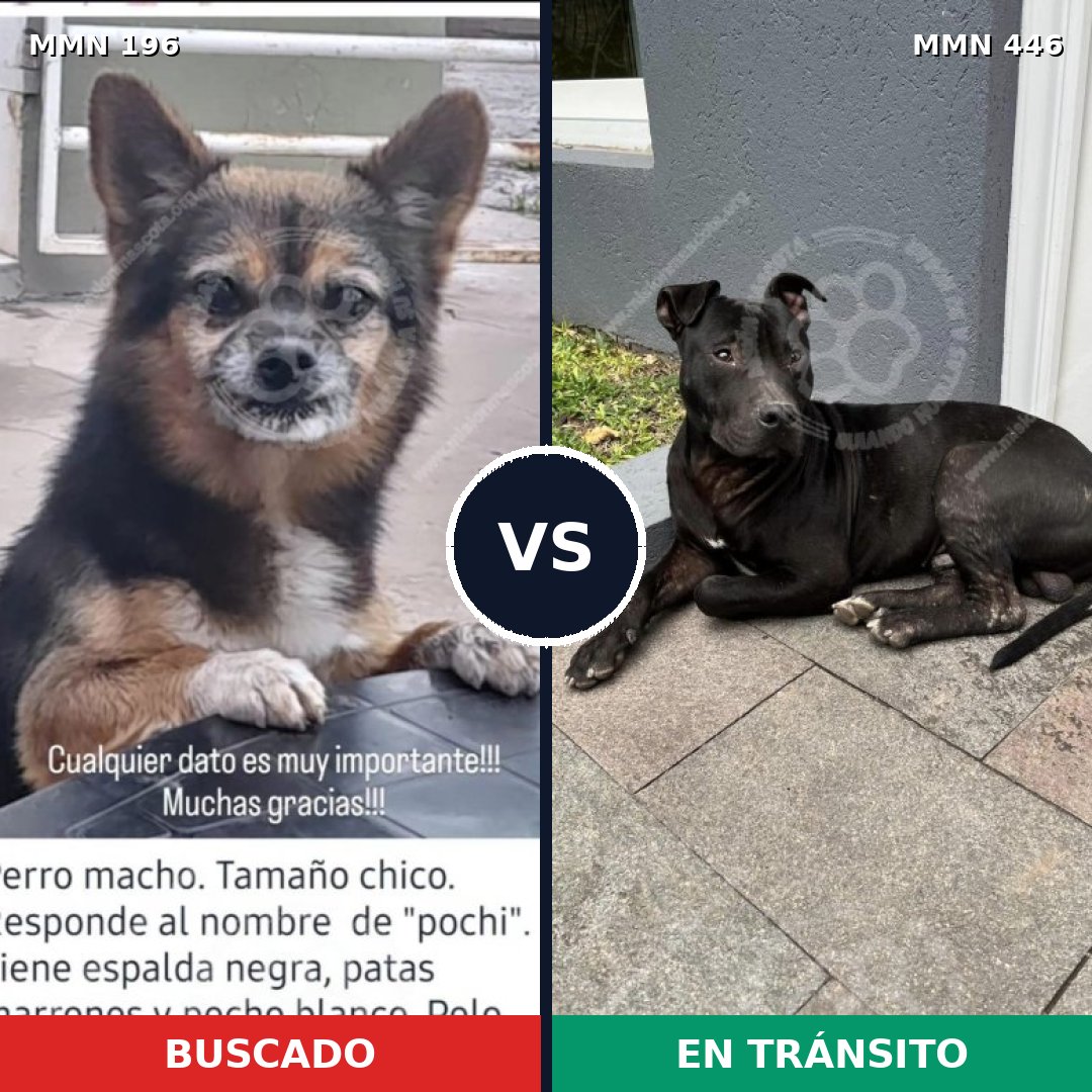 Comparativa MMS 11008: mascota perdida y mascota encontrada, 21% de similitud