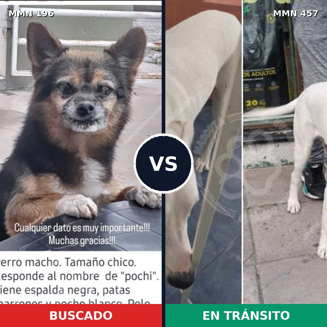 Comparativa MMS 11009: mascota perdida y mascota encontrada, 9% de similitud