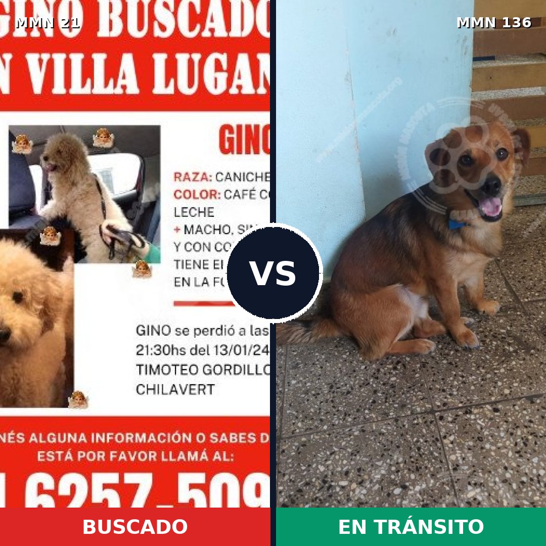 Comparativa MMS 1101: mascota perdida y mascota encontrada, 28% de similitud