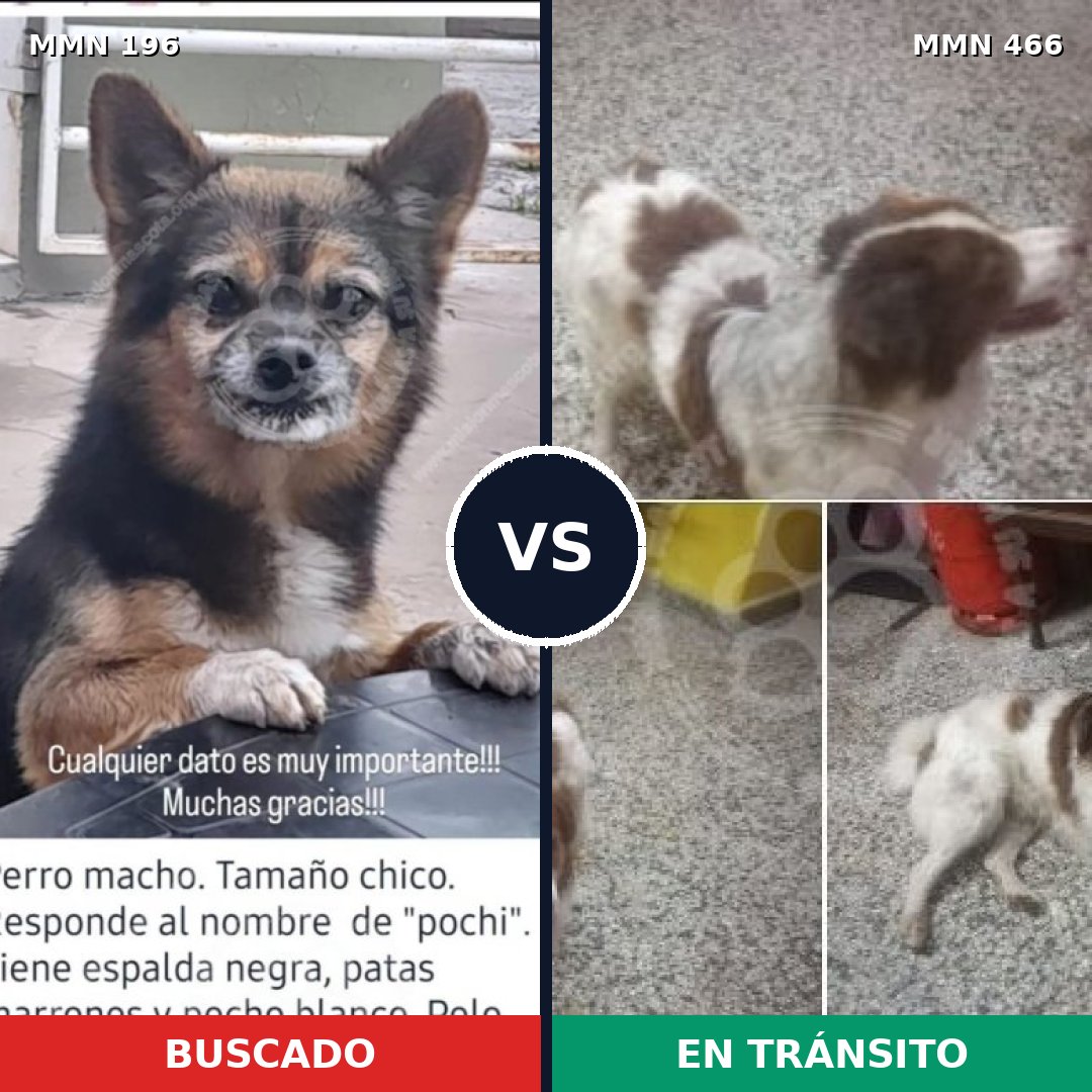 Comparativa MMS 11010: mascota perdida y mascota encontrada, 6% de similitud