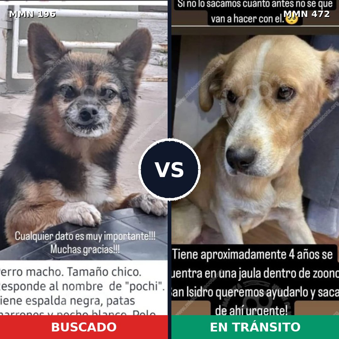 Comparativa MMS 11011: mascota perdida y mascota encontrada, 21% de similitud