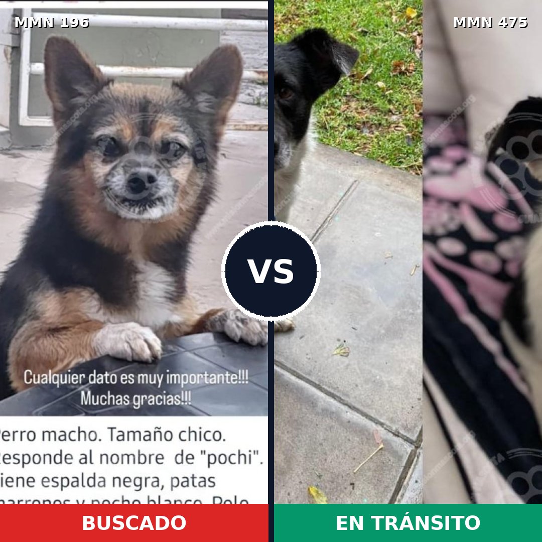 Comparativa MMS 11012: mascota perdida y mascota encontrada, 21% de similitud