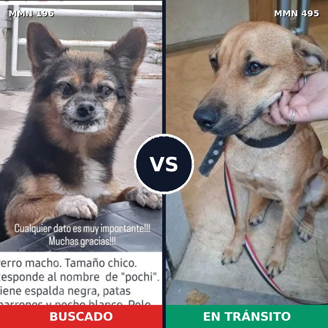 Comparativa MMS 11014: mascota perdida y mascota encontrada, 26% de similitud