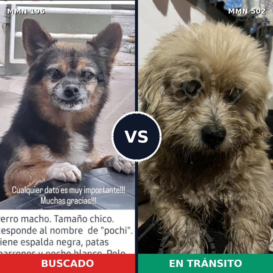Comparativa MMS 11015: mascota perdida y mascota encontrada, 51% de similitud