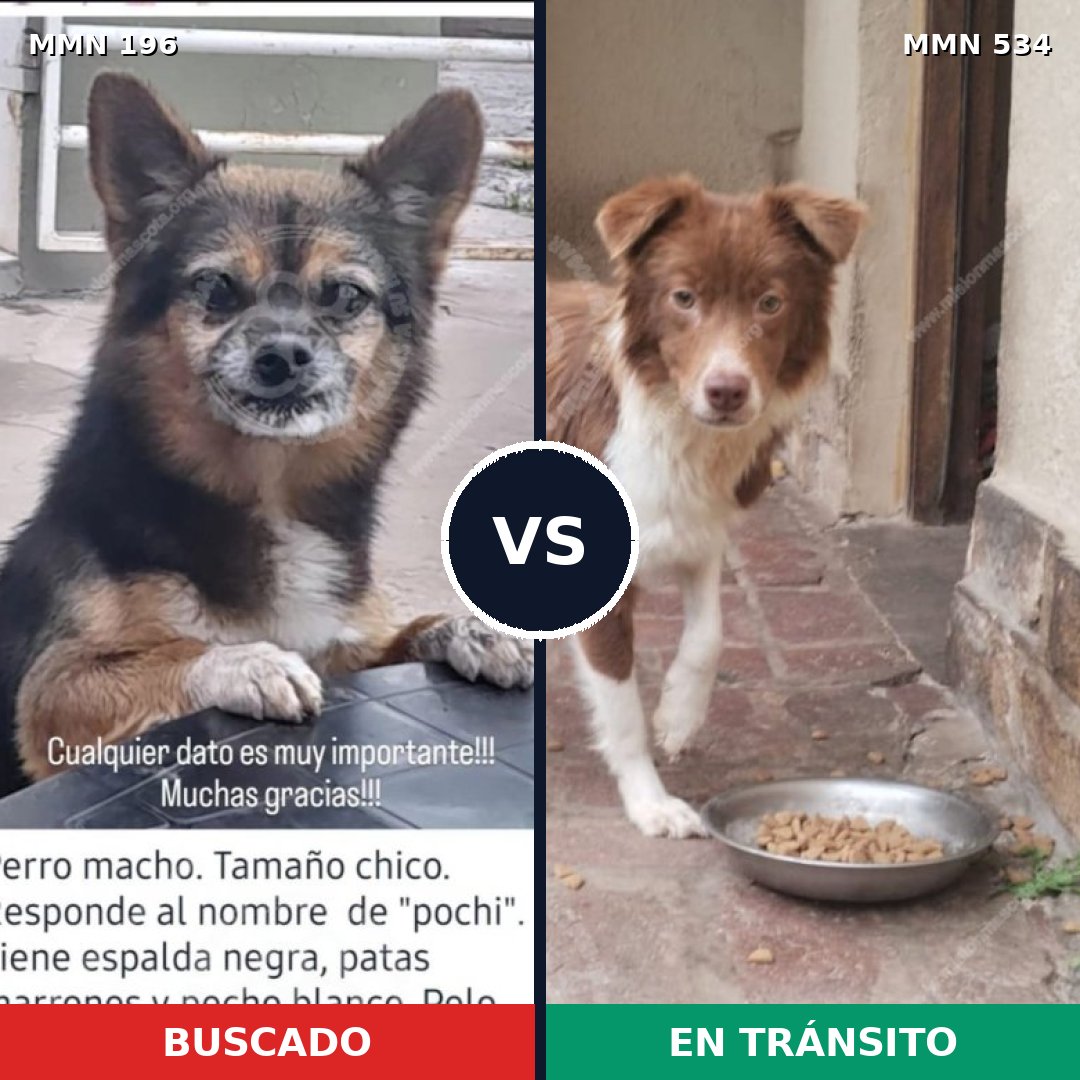 Comparativa MMS 11016: mascota perdida y mascota encontrada, 14% de similitud