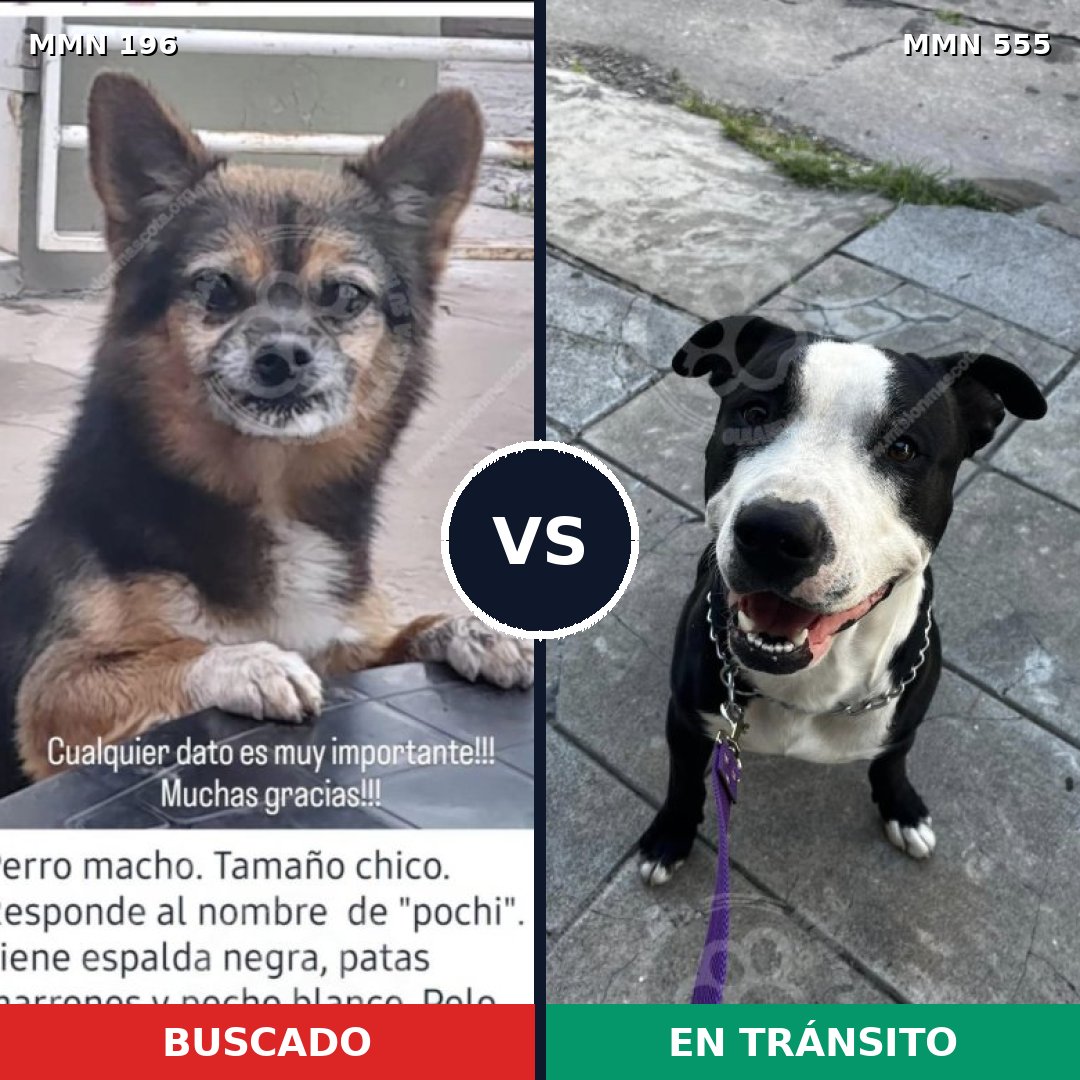 Comparativa MMS 11017: mascota perdida y mascota encontrada, 21% de similitud