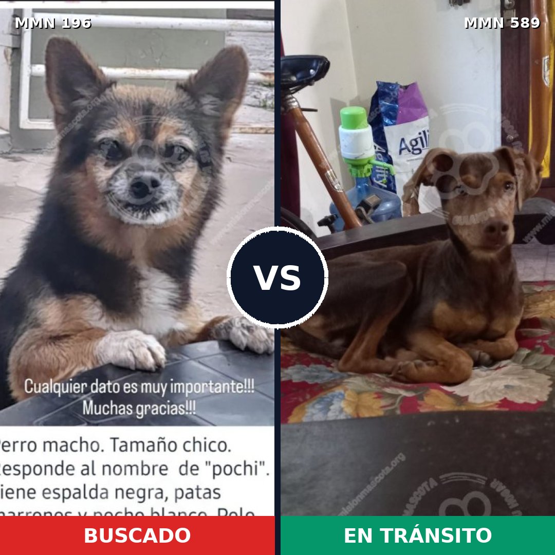Comparativa MMS 11018: mascota perdida y mascota encontrada, 45% de similitud