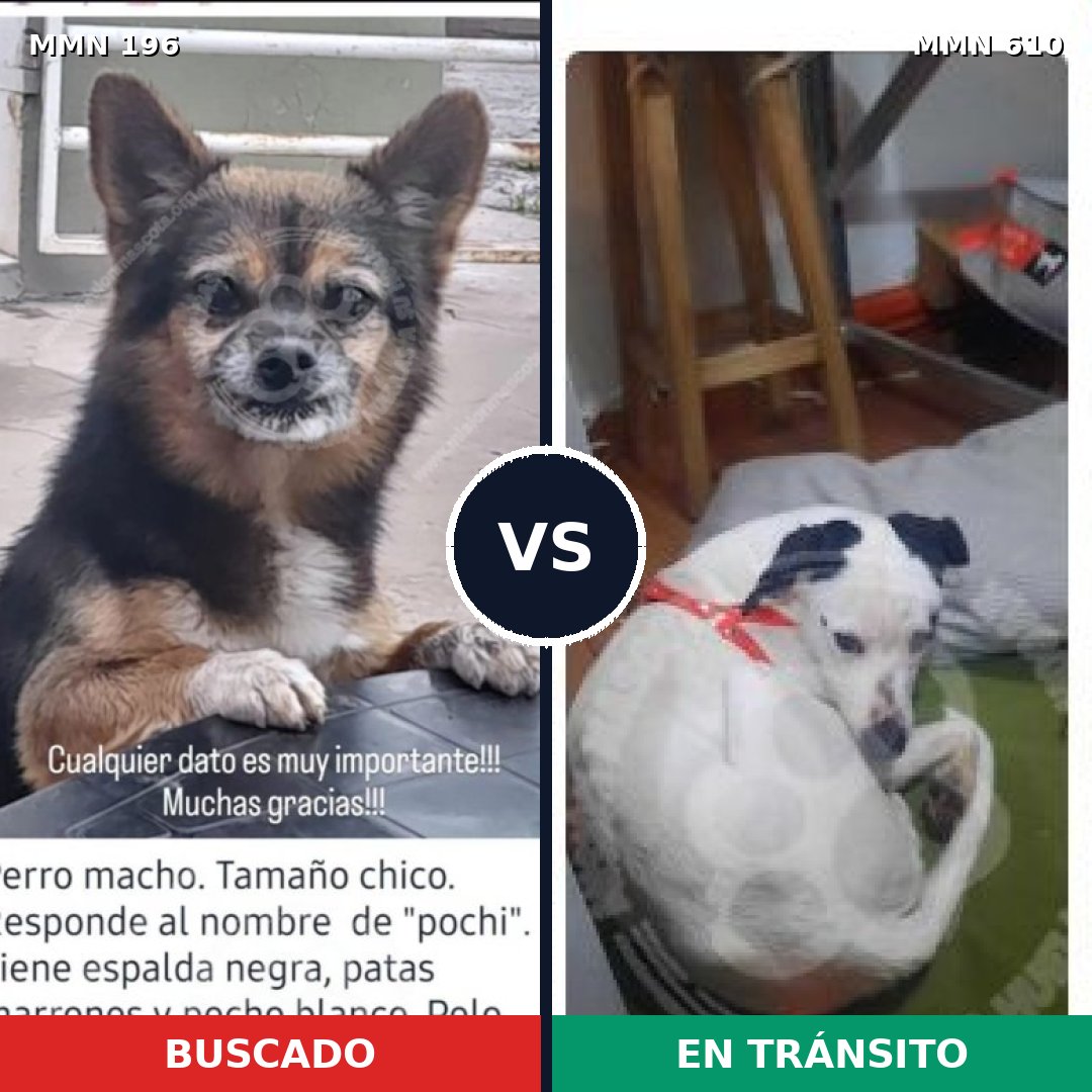 Comparativa MMS 11019: mascota perdida y mascota encontrada, 21% de similitud