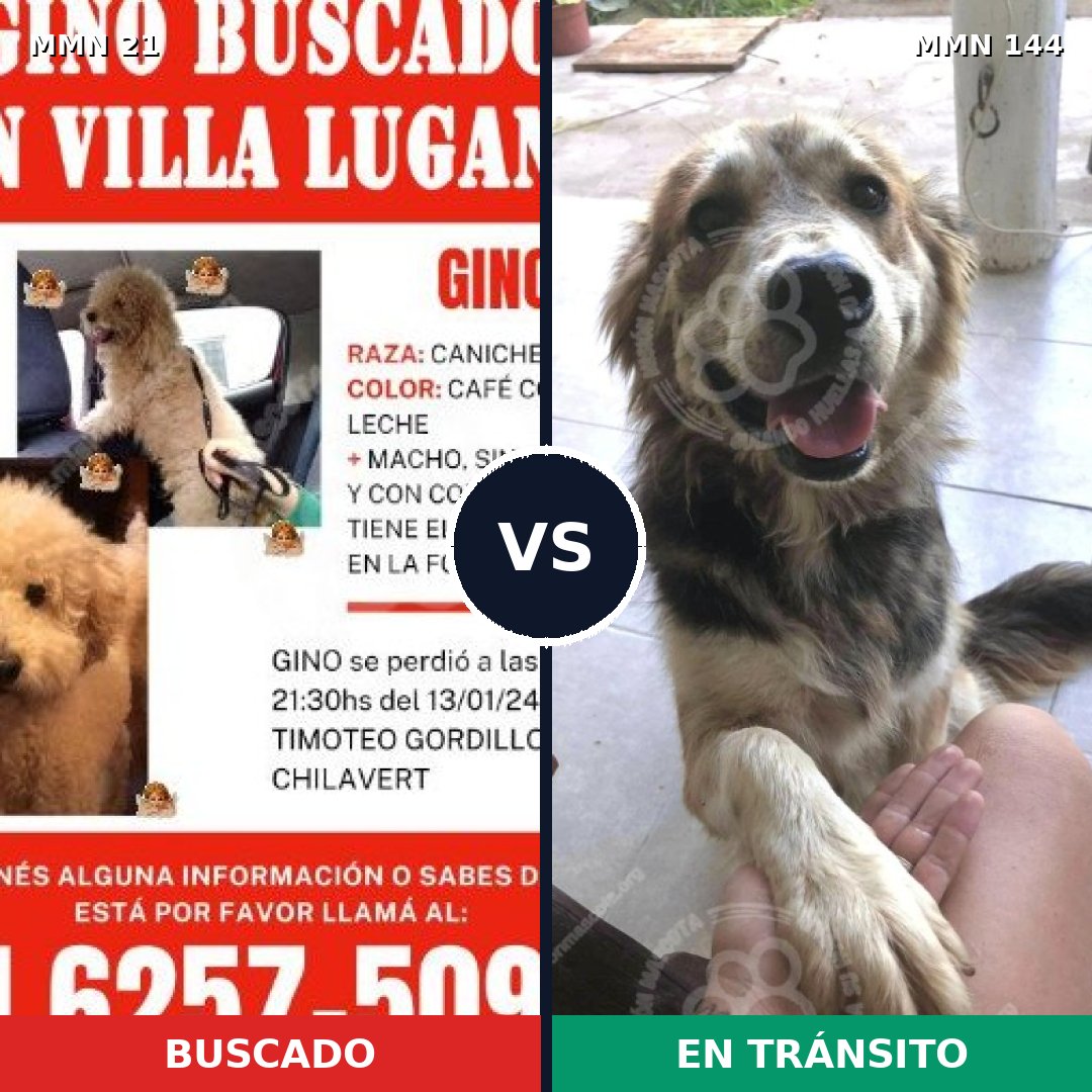 Comparativa MMS 1102: mascota perdida y mascota encontrada, 40% de similitud