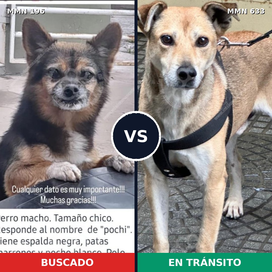 Comparativa MMS 11021: mascota perdida y mascota encontrada, 11% de similitud