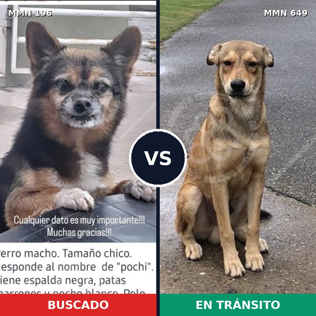 Comparativa MMS 11022: mascota perdida y mascota encontrada, 7% de similitud