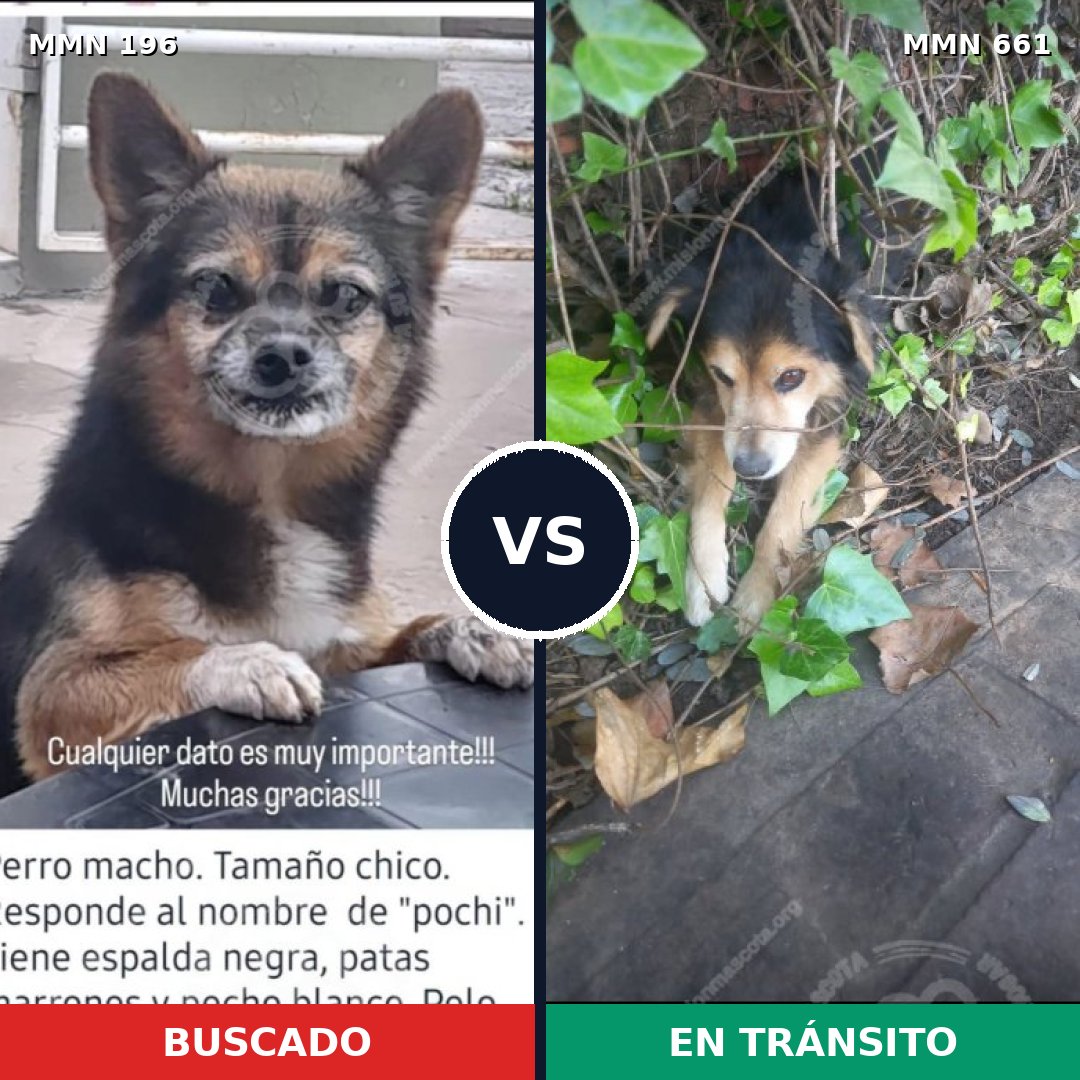 Comparativa MMS 11023: mascota perdida y mascota encontrada, 74% de similitud