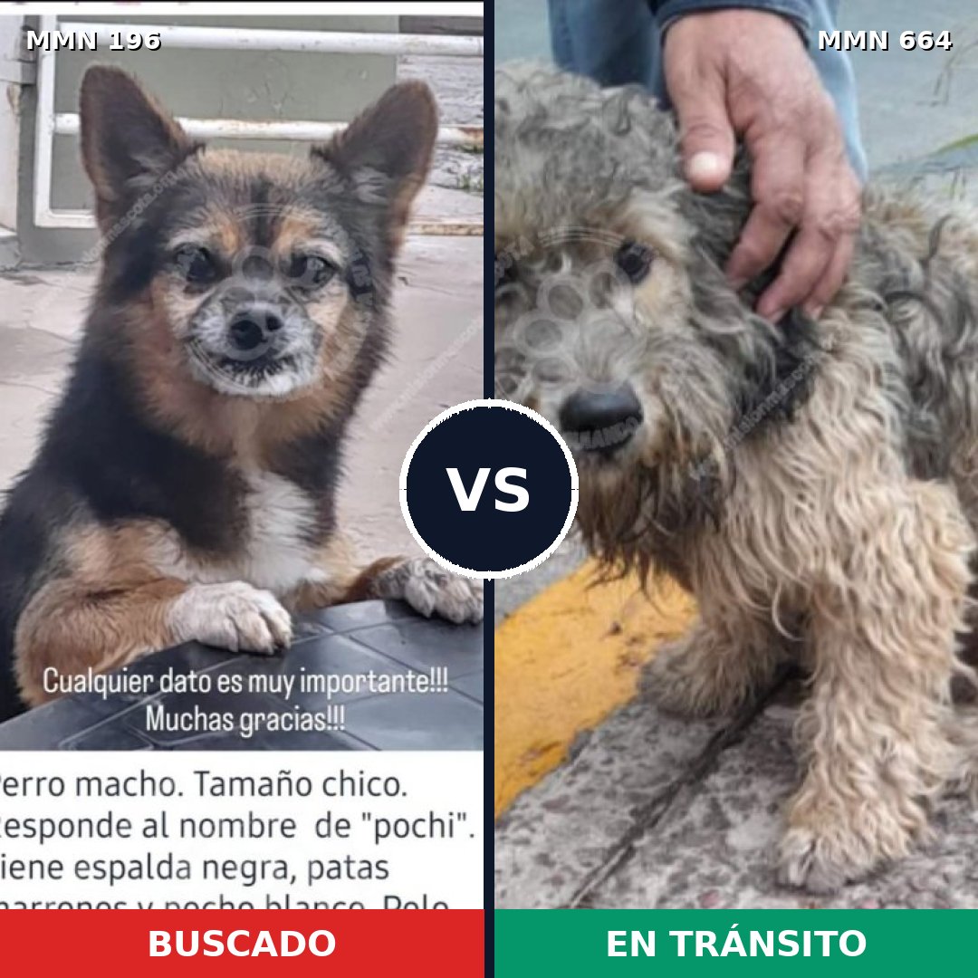 Comparativa MMS 11024: mascota perdida y mascota encontrada, 11% de similitud