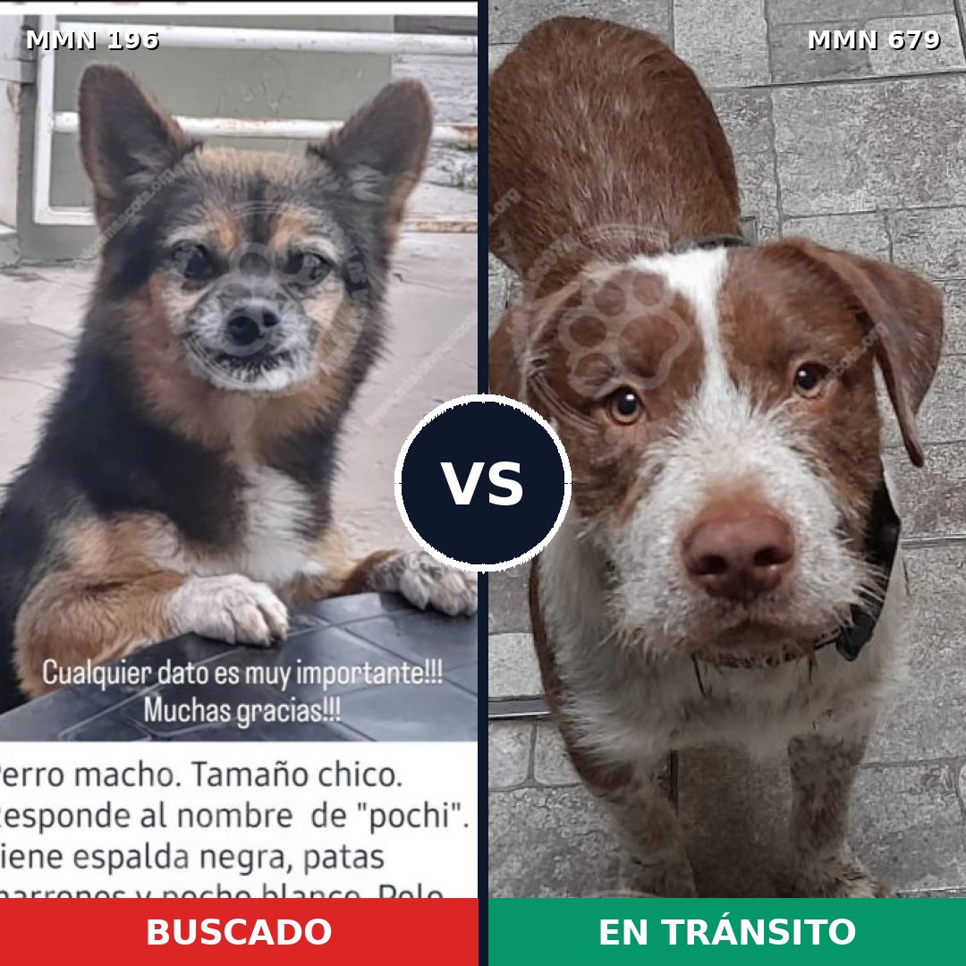 Comparativa MMS 11026: mascota perdida y mascota encontrada, 2% de similitud