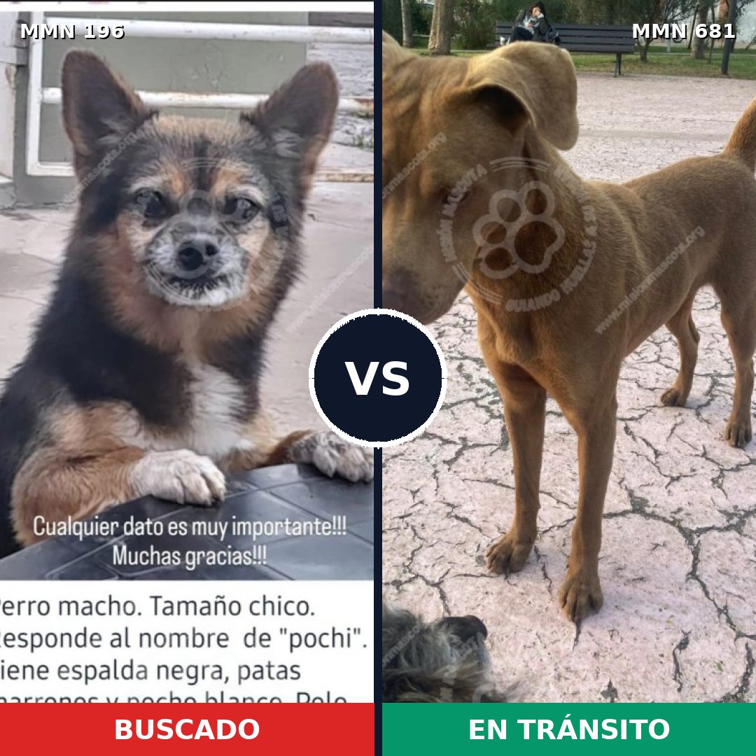 Comparativa MMS 11027: mascota perdida y mascota encontrada, 9% de similitud
