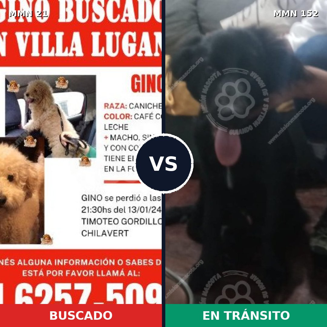 Comparativa MMS 1103: mascota perdida y mascota encontrada, 30% de similitud