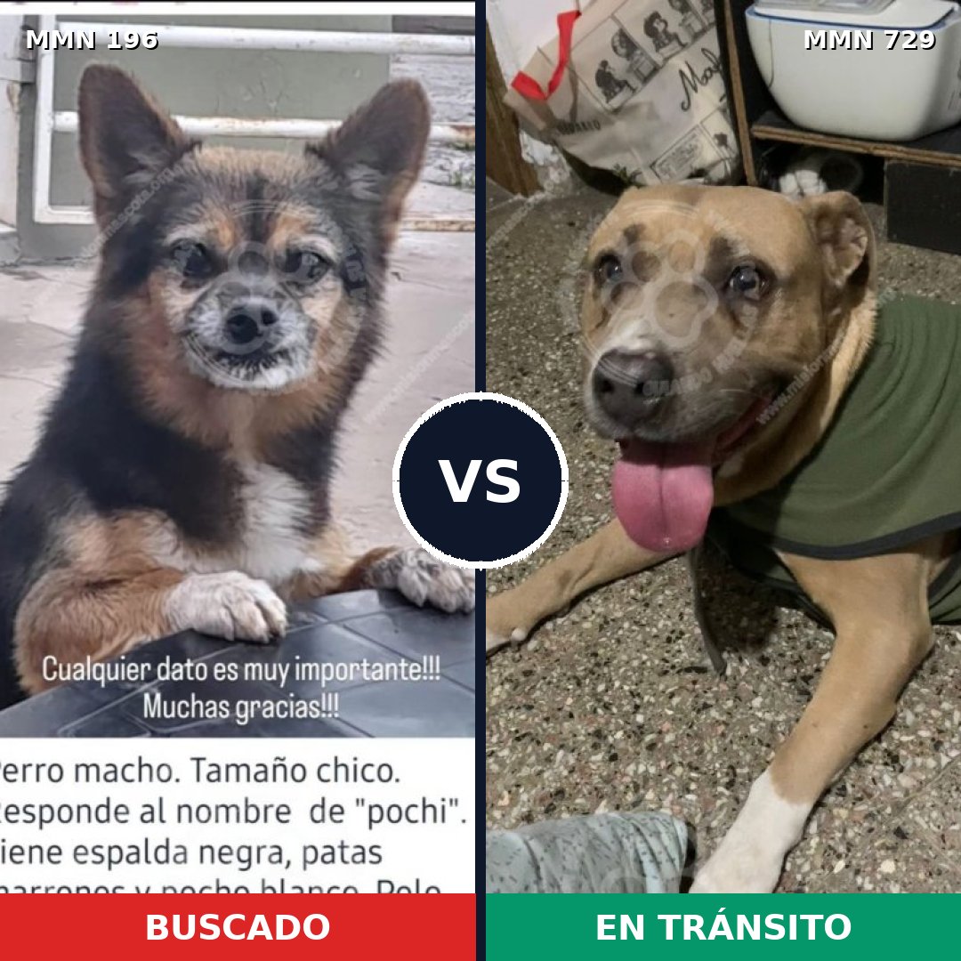 Comparativa MMS 11031: mascota perdida y mascota encontrada, 14% de similitud