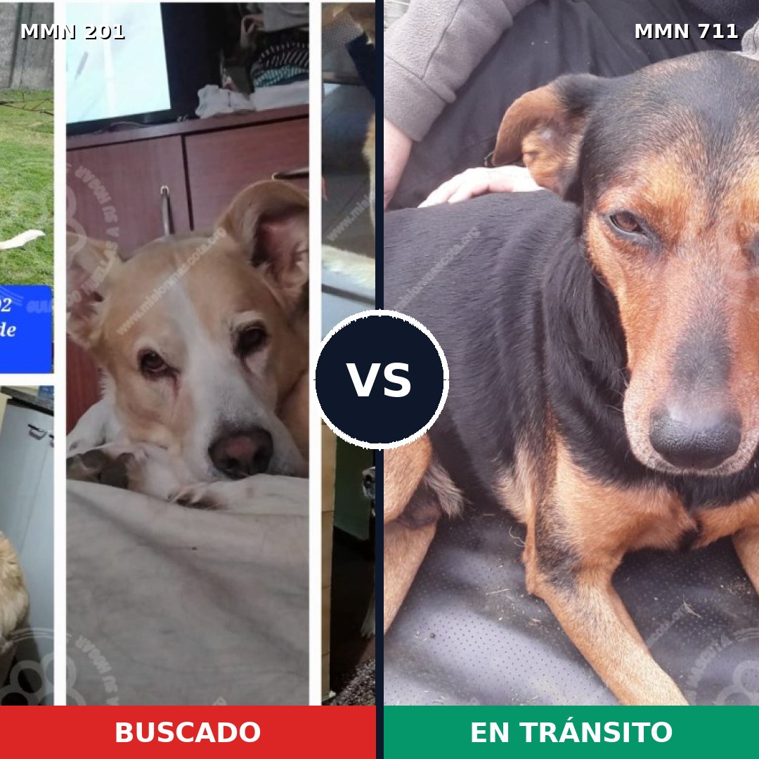 Comparativa MMS 11033: mascota perdida y mascota encontrada, 61% de similitud