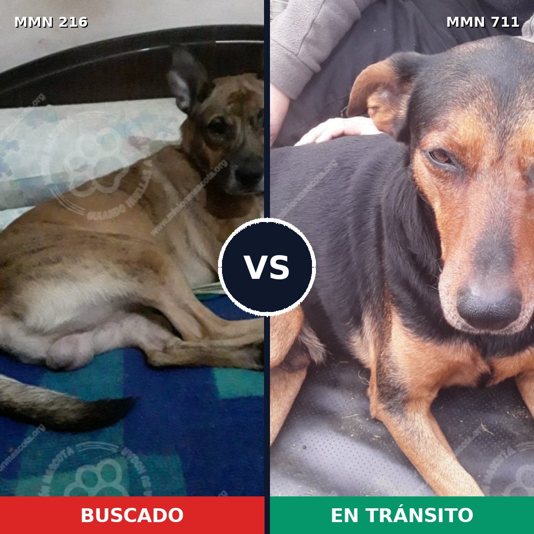 Comparativa MMS 11035: mascota perdida y mascota encontrada, 7% de similitud