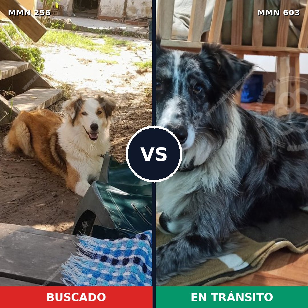 Comparativa MMS 11037: mascota perdida y mascota encontrada, 5% de similitud