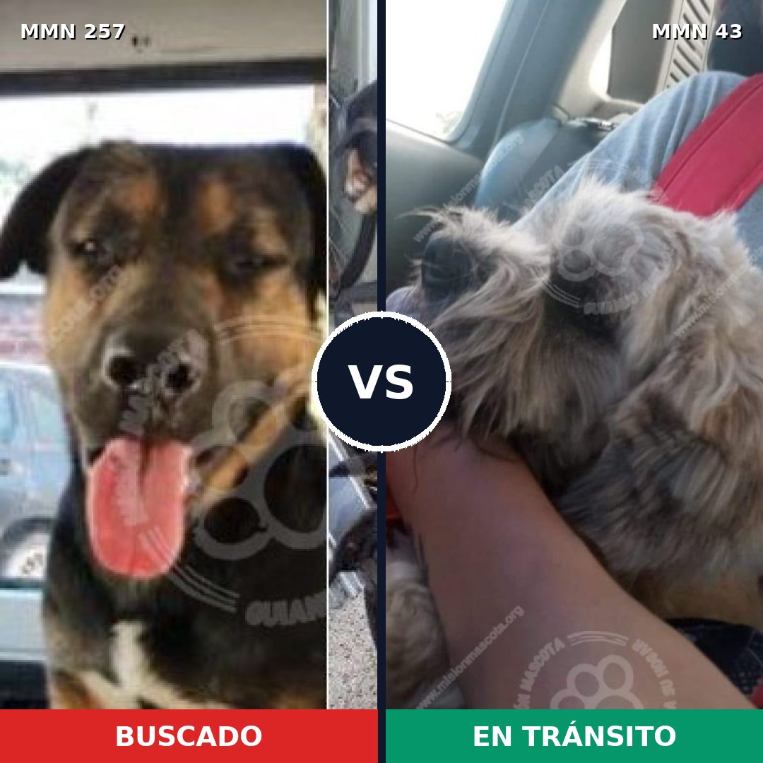 Comparativa MMS 11038: mascota perdida y mascota encontrada, 7% de similitud