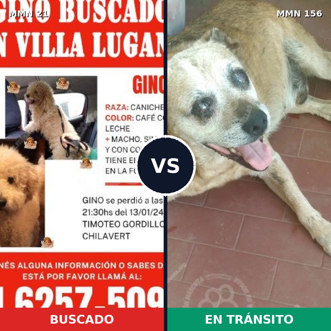 Comparativa MMS 1104: mascota perdida y mascota encontrada, 33% de similitud