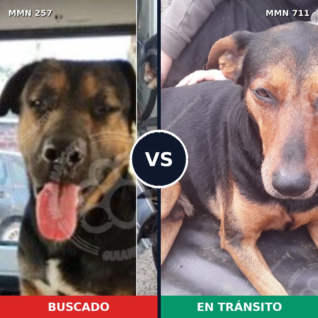 Comparativa MMS 11040: mascota perdida y mascota encontrada, 69% de similitud