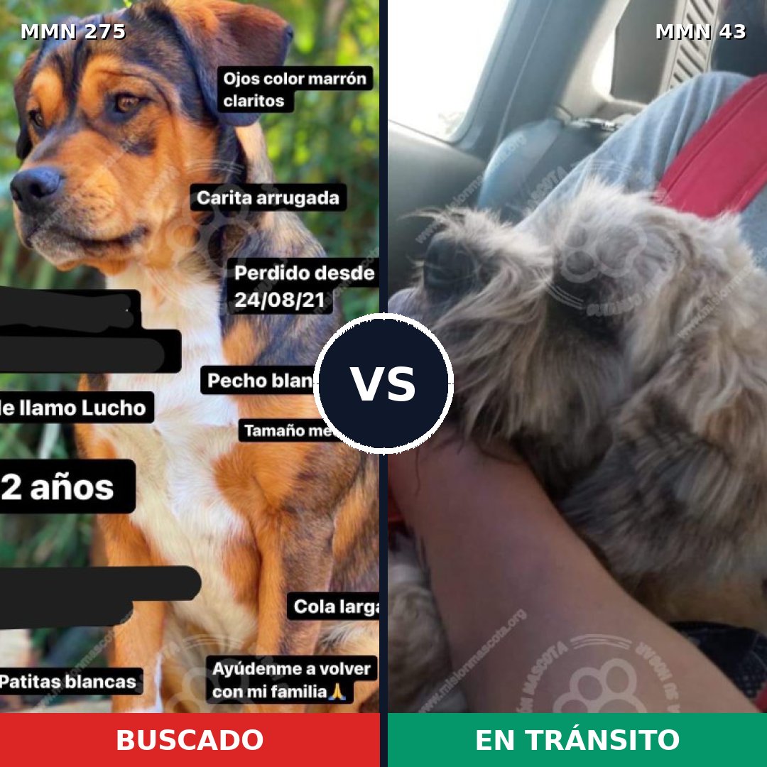 Comparativa MMS 11041: mascota perdida y mascota encontrada, 11% de similitud