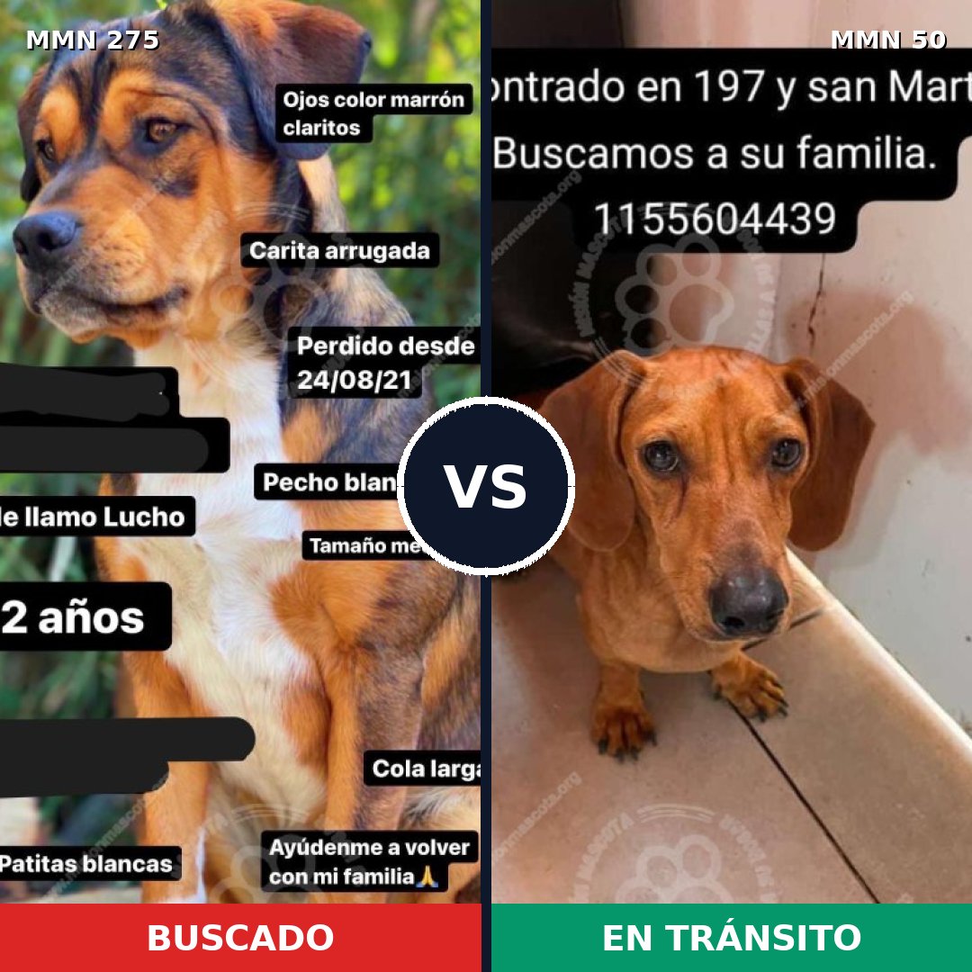 Comparativa MMS 11042: mascota perdida y mascota encontrada, 20% de similitud