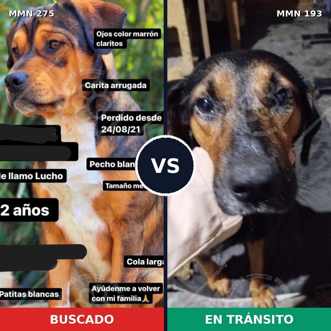 Comparativa MMS 11043: mascota perdida y mascota encontrada, 70% de similitud