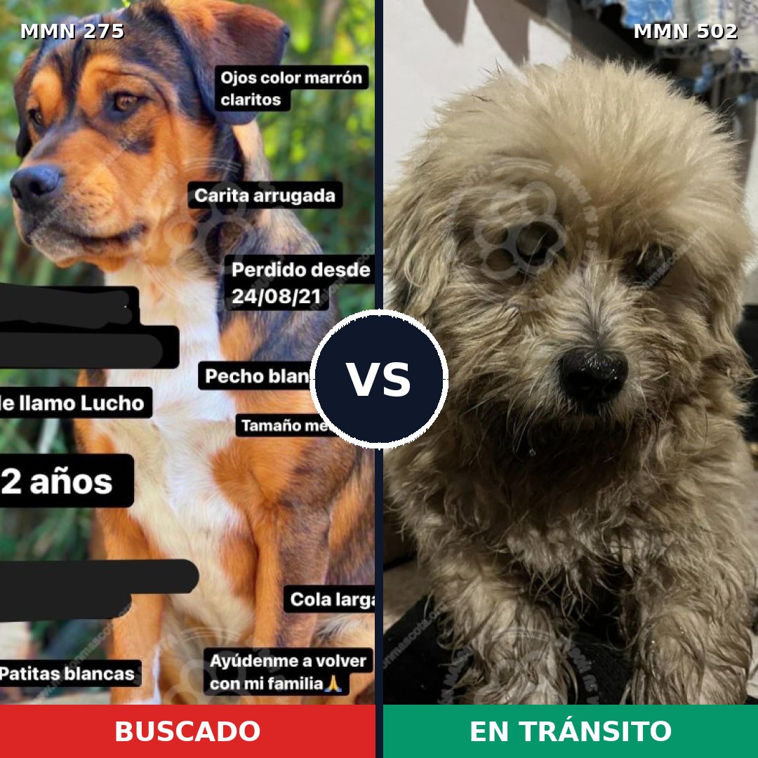 Comparativa MMS 11045: mascota perdida y mascota encontrada, 21% de similitud