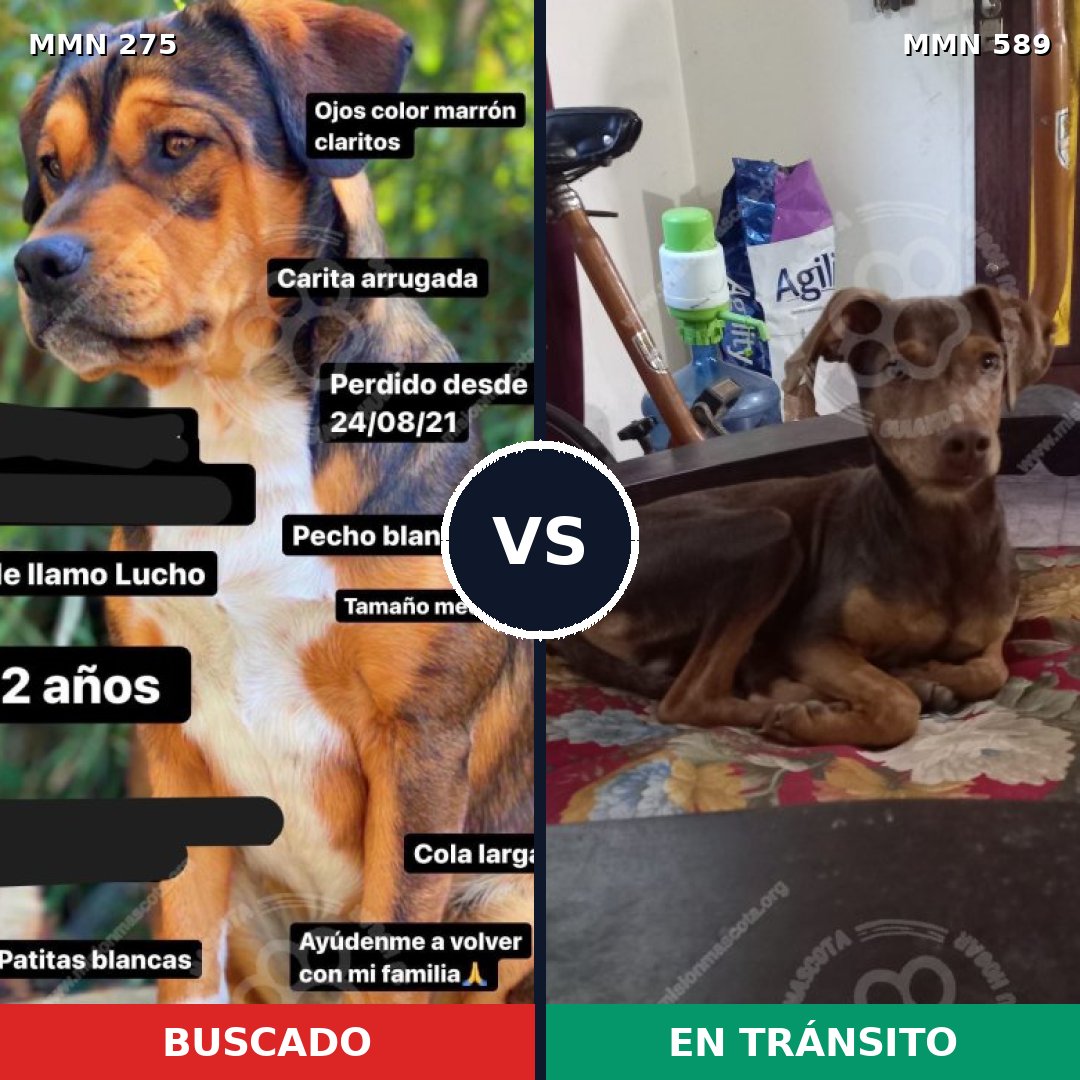 Comparativa MMS 11046: mascota perdida y mascota encontrada, 15% de similitud