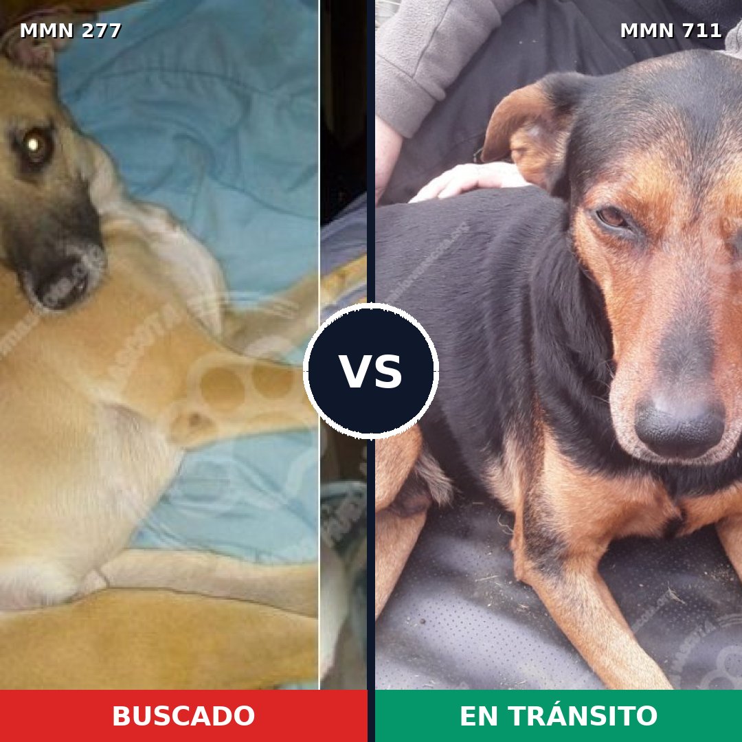 Comparativa MMS 11048: mascota perdida y mascota encontrada, 5% de similitud